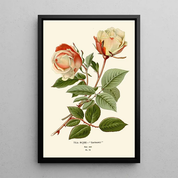 Reproductie van het schilderij Rose Thé Safrano - Edward Step
