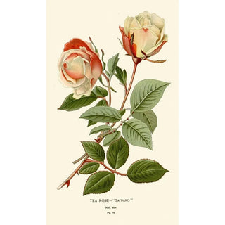 Edward Step - Tea Rose Safrano.webp