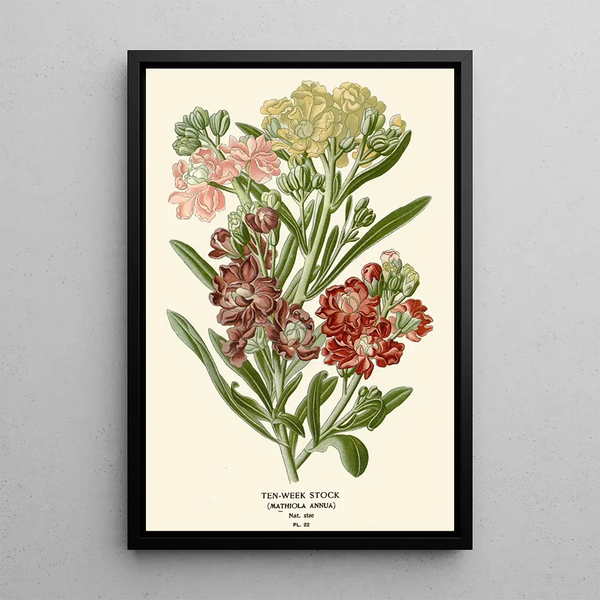 Giroflée des Jardins - Edward Step — ingelijst kunstwerk aan de muur