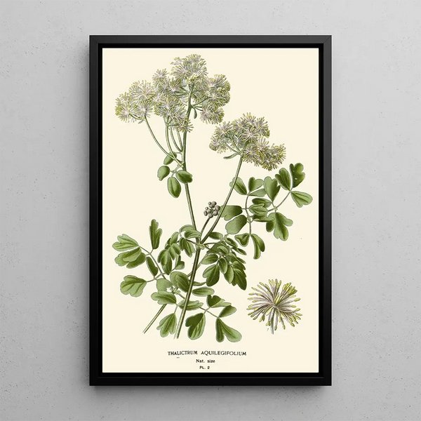 Reproductie van het schilderij Pigamon à Feuilles d'Aquilegia - Edward Step | Reproduction