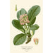 Saxifrage à feuilles épaisses - Edward Step — artwork view