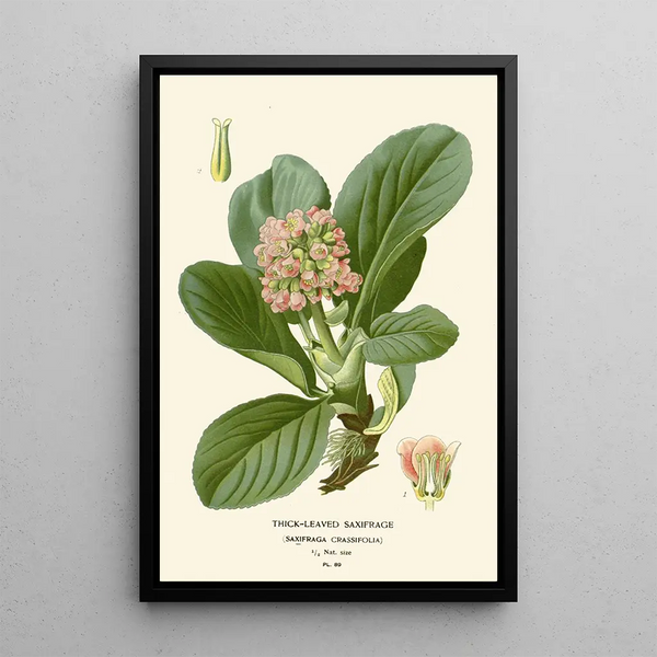 Saxifrage à feuilles épaisses - Edward Step | Reproduction — ingelijst kunstwerk aan de muur