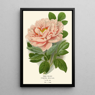 Edward Step - Tree Peony.webp
