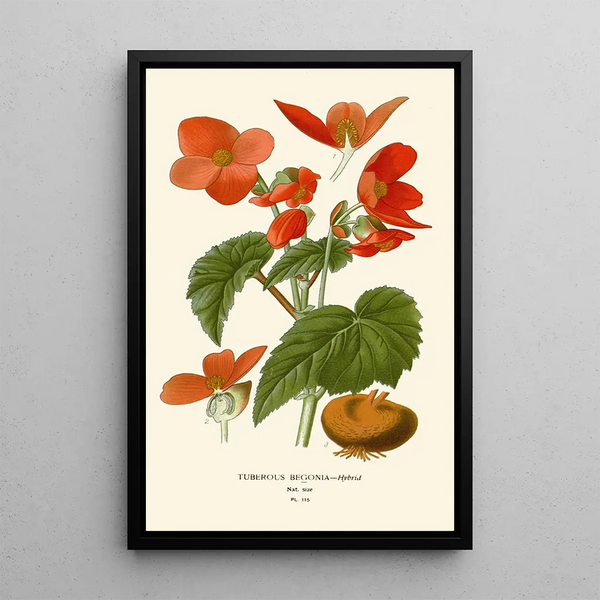 Bégonia tubéreux - Edward Step — ingelijst kunstwerk aan de muur