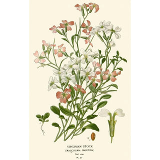 Edward Step - Virginian Stock.webp