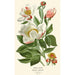 Pivoine blanche - Edward Step — weergave van het kunstwerk