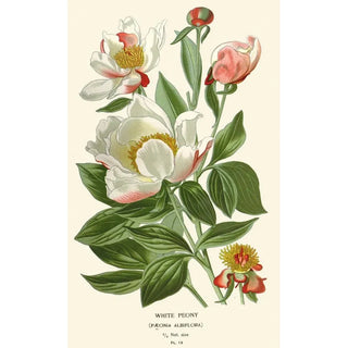 Edward Step - White Peony.webp