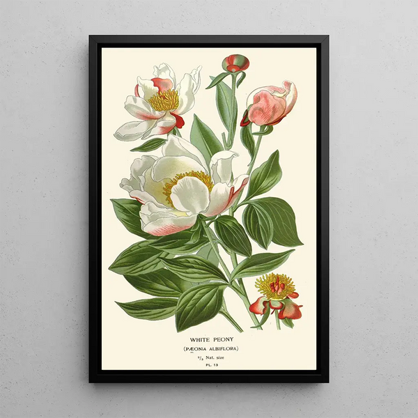 Pivoine blanche - Edward Step — ingelijst kunstwerk aan de muur