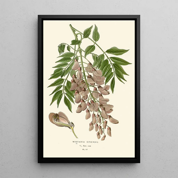 Reproductie van het schilderij Glycine de Chine - Edward Step