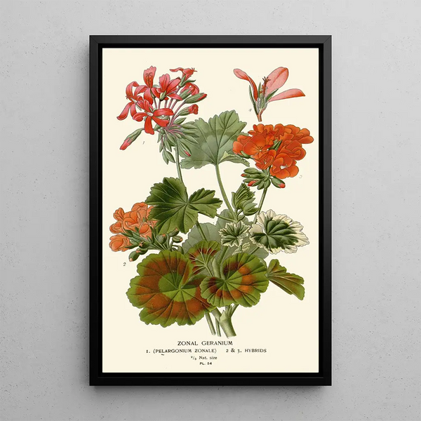 Geranium zonal - Edward Step — ingelijst kunstwerk aan de muur