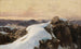 Ochtend op de bergtop - Edward Theodore Compton — weergave van het kunstwerk