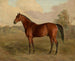 Pic du Kentucky - Edward Troye — weergave van het kunstwerk