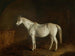 van Bobine met grijze renpaard - Edward Troye — weergave van het kunstwerk