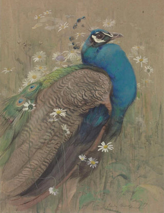 Edwin John Alexander - A peacock and marguerites.webp