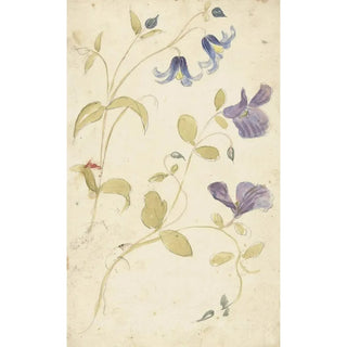 Elias van Nijmegen - Studies of Purple and Blue Flowers.webp