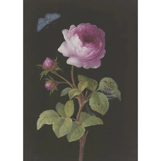 Elisabeth Christina Matthes - Rosa Rose Rosa mit sich einspinnender Raupe und Bluling.webp