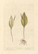 Snake Language - Elizabeth Blackwell — artwork view