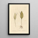 Snake Language - Elizabeth Blackwell — framed artwork on a wall