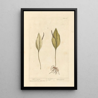 Elizabeth Blackwell - Adders tongue.webp