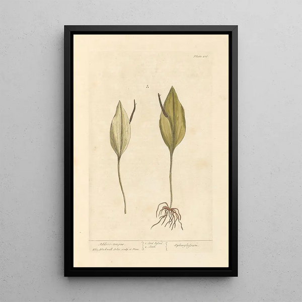 Snake Language - Elizabeth Blackwell — framed artwork on a wall