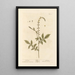 Aigremoine - Elizabeth Blackwell — framed artwork on a wall