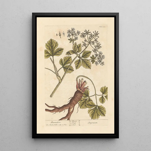 Maceron - Elizabeth Blackwell — framed artwork on a wall