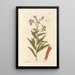 Orcanette - Elizabeth Blackwell — framed artwork on a wall