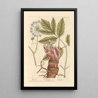 Elizabeth Blackwell - Angelica.webp