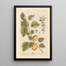 Apricot - Elizabeth Blackwell — framed artwork on a wall