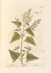 Arroche - Elizabeth Blackwell — artwork view
