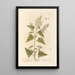 Arroche - Elizabeth Blackwell — framed artwork on a wall