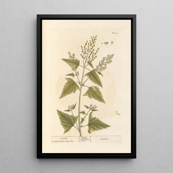 Arroche - Elizabeth Blackwell — framed artwork on a wall