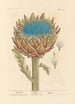 Artichoke - Elizabeth Blackwell — artwork view