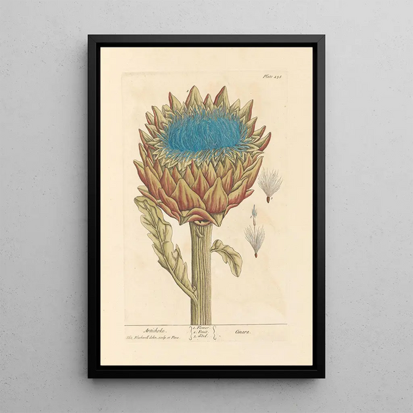 Artichoke - Elizabeth Blackwell — framed artwork on a wall
