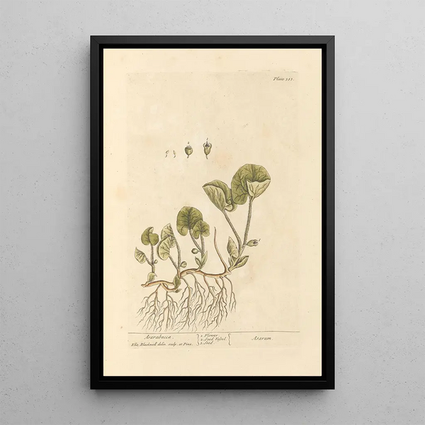 Asaret - Elizabeth Blackwell — framed artwork on a wall