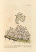 Hepatic painting in ash gray - Elizabeth Blackwell — artwork view
