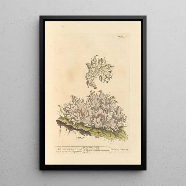 Hepatic painting in ash gray - Elizabeth Blackwell — framed artwork on a wall