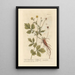 Benoîte or Saint Benedict's Herb - Elizabeth Blackwell — framed artwork on a wall