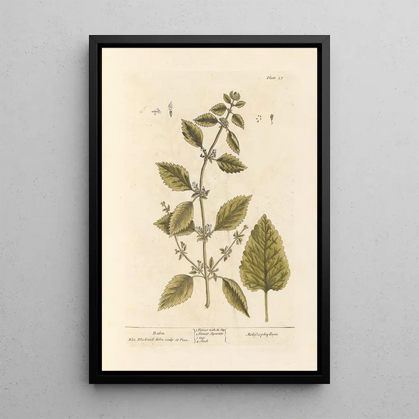 Mélisse - Elizabeth Blackwell — framed artwork on a wall