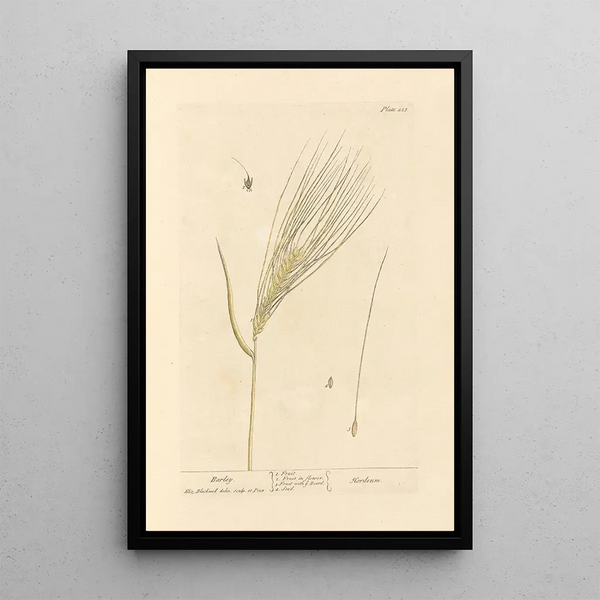 Oats - Elizabeth Blackwell — framed artwork on a wall