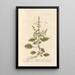 Basilic - Elizabeth Blackwell — framed artwork on a wall