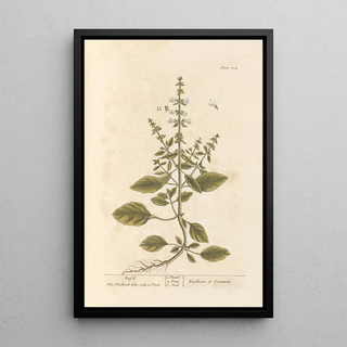 Elizabeth Blackwell - Basil.webp