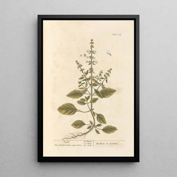 Basilic - Elizabeth Blackwell — framed artwork on a wall