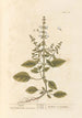 Basilic - Elizabeth Blackwell — artwork view