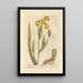 Acore bâtard - Elizabeth Blackwell — framed artwork on a wall