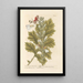Acanthe ou branc-ursine - Elizabeth Blackwell — framed artwork on a wall