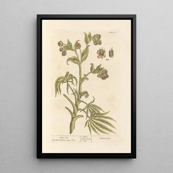 Hellébore fétide - Elizabeth Blackwell — framed artwork on a wall