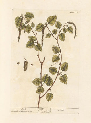 Elizabeth Blackwell - Birch.webp