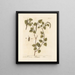 Birch - Elizabeth Blackwell — framed artwork on a wall