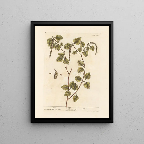 Birch - Elizabeth Blackwell — framed artwork on a wall
